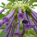 Iochroma cyanea